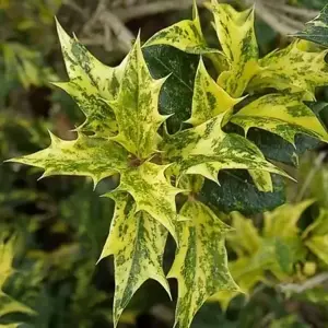 Osmanthus 'Goshiki'
